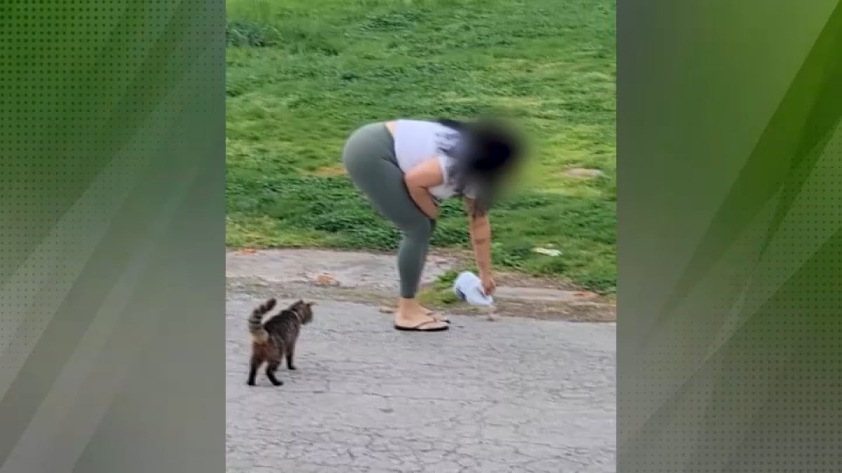 Video prompts SPCA investigation into alleged cat poisoning in Chester