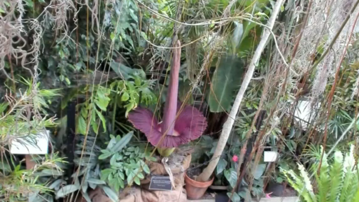 A stinky corpse flower is blooming at Temple Ambler. Here's how you can smell it