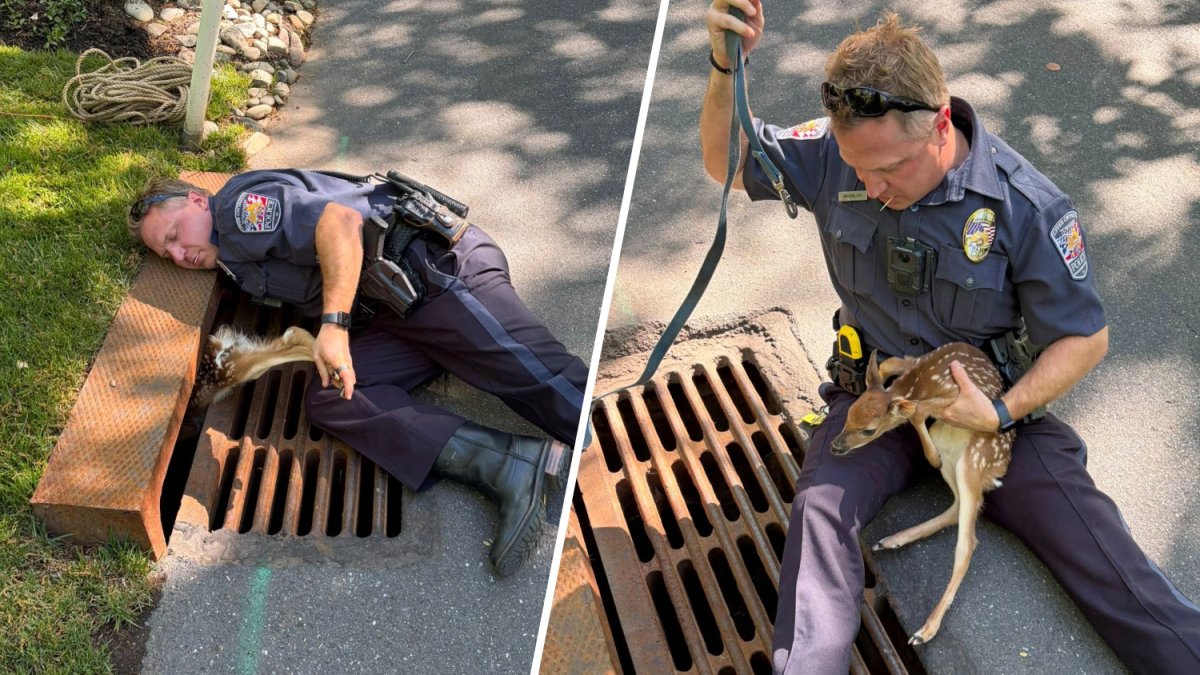 Video shows Upper Gwynedd officers rescuing baby deer stuck in drain