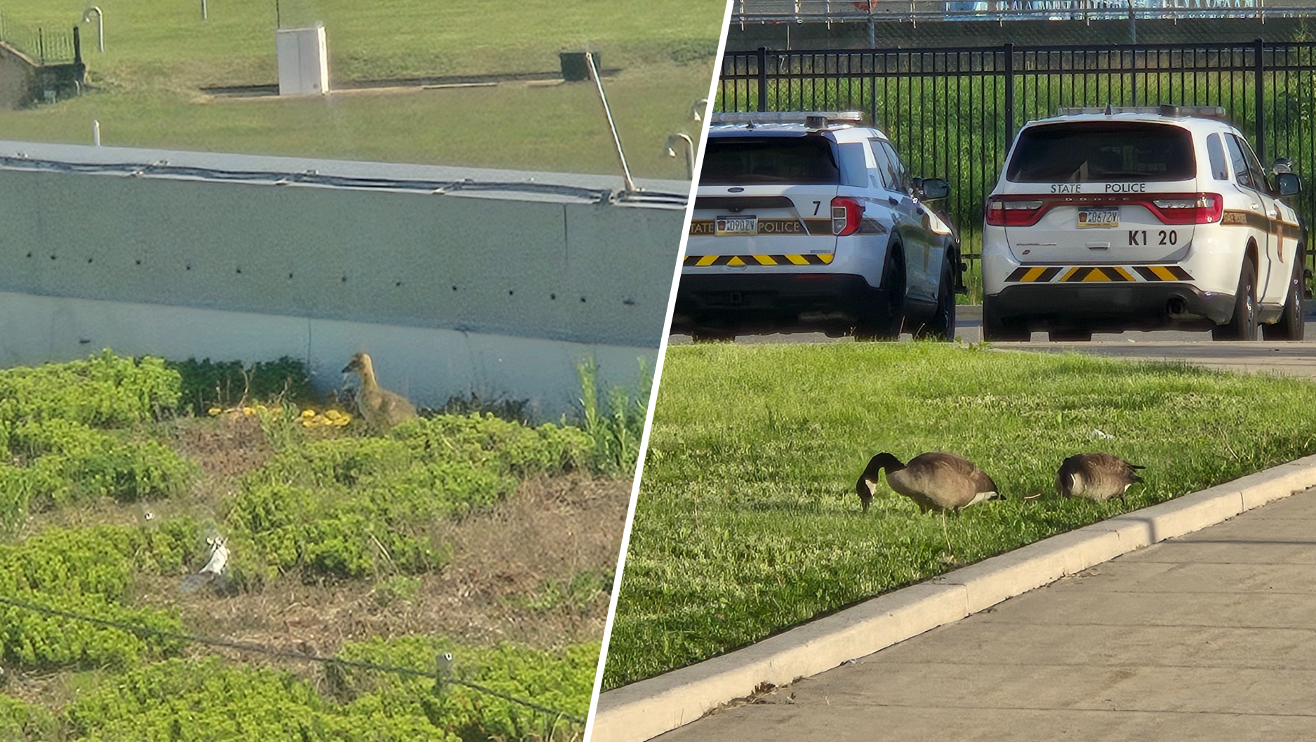 Canada geese make home for 3 babies on Pa. State Police roof in Philly