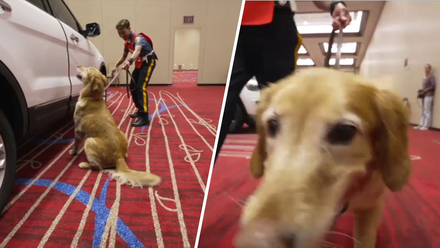 Police from across country compete in ‘Super Bowl of K-9s' in Atlantic City