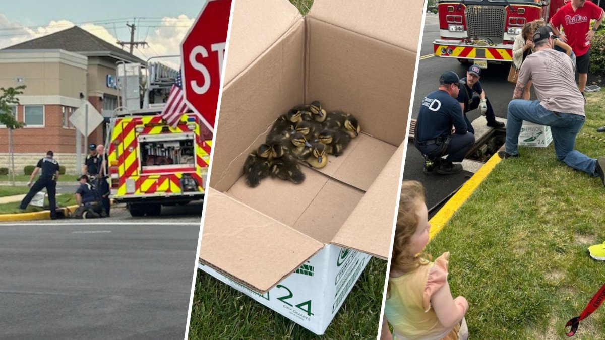 Baby ducklings saved from storm drain in NJ – NBC10 Philadelphia