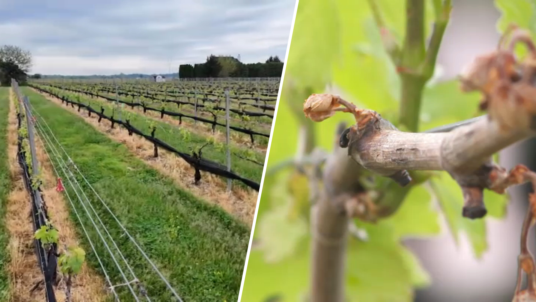 nbcphiladelphia.com - Siobhan McGirl - Death and destruction': New Jersey wineries brace for losses after spring freeze