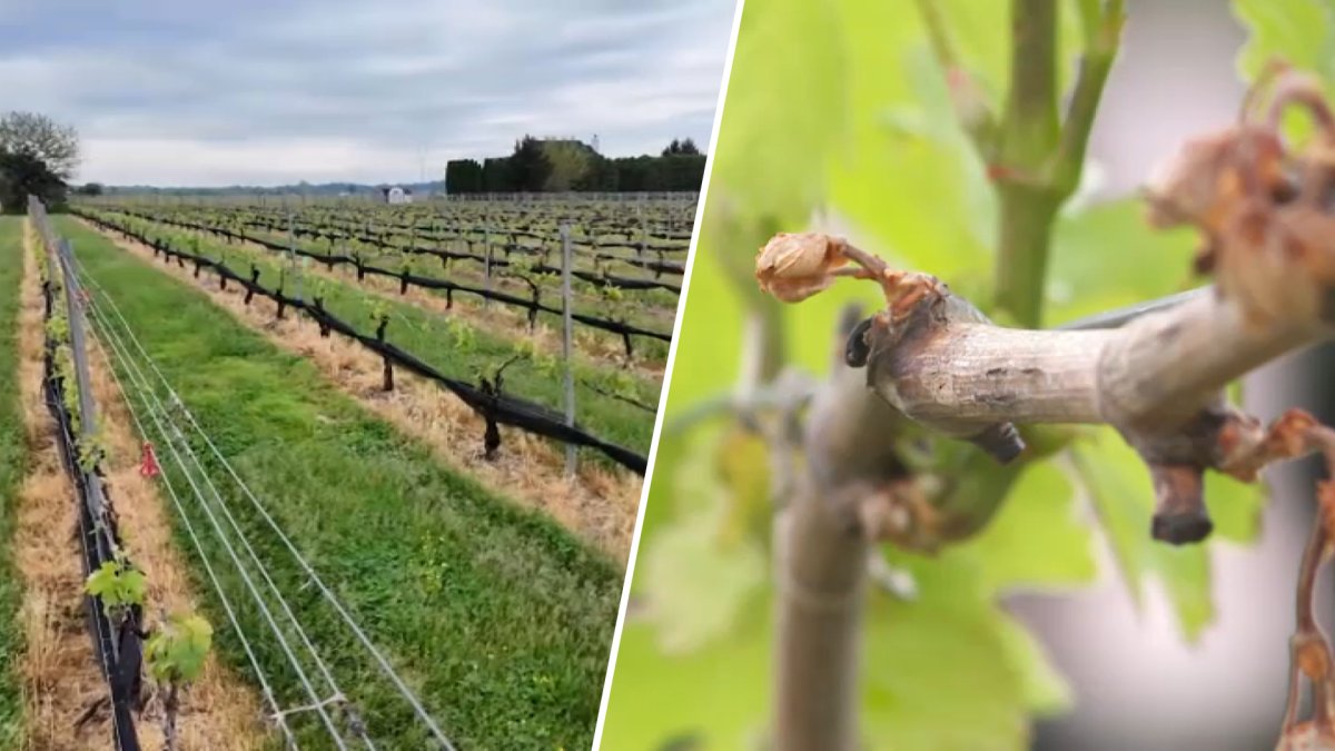 NJ declares state of emergency after April temperature swings destroys crops