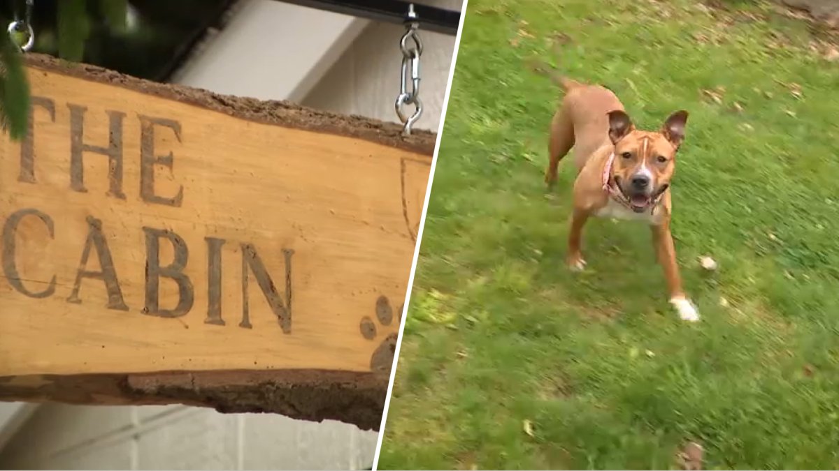 ‘Open to anyone': The Animal Cabin offers break from shelter life for animals