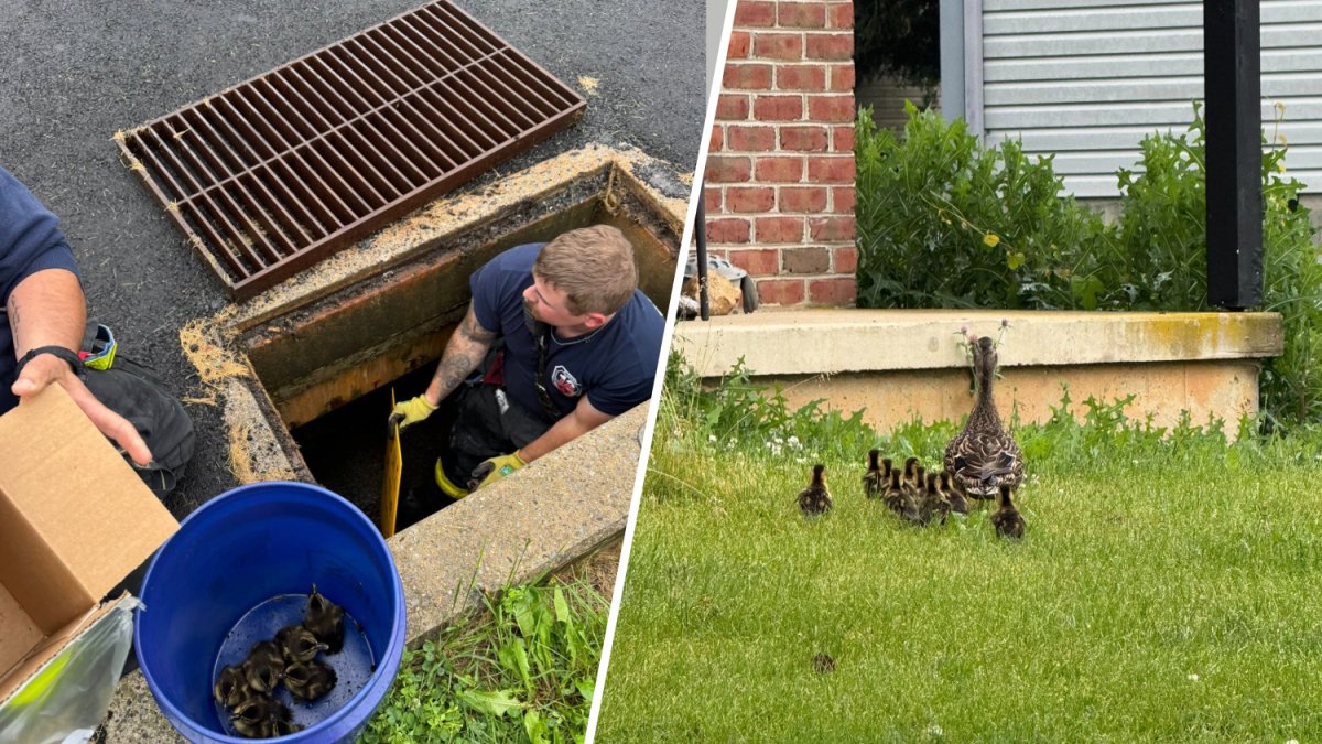 Berks County firefighters rescue family of ducks from storm drain