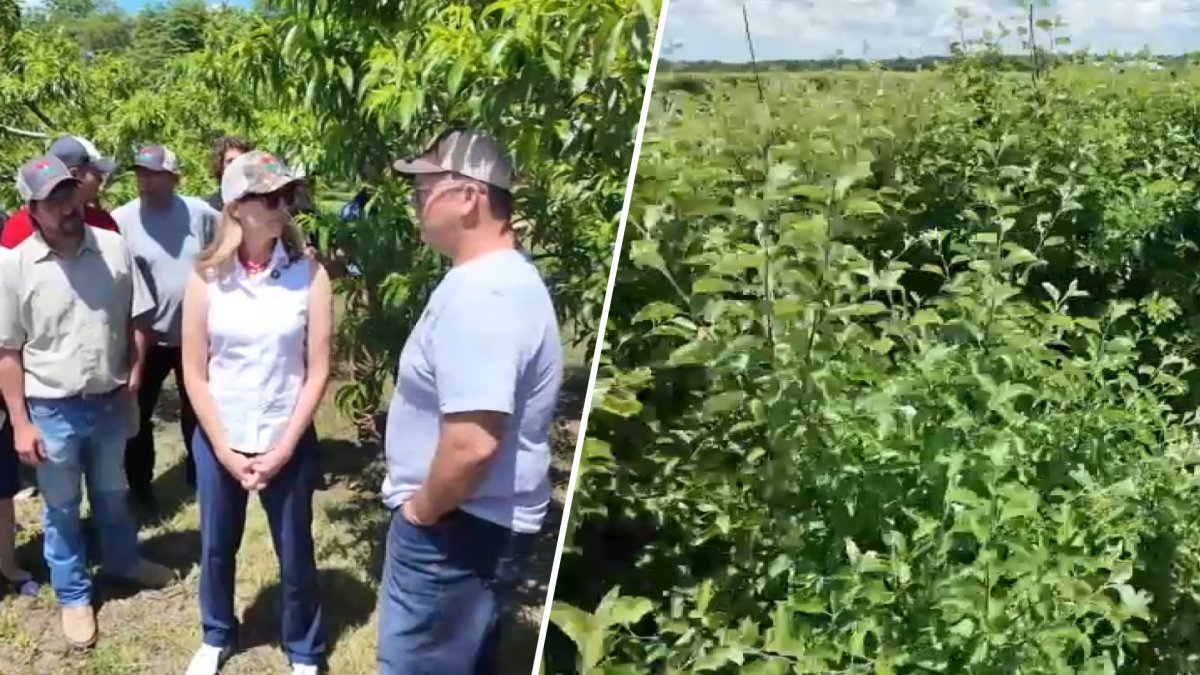 ‘We need the support': NJ farmers seek federal help after devastating freeze