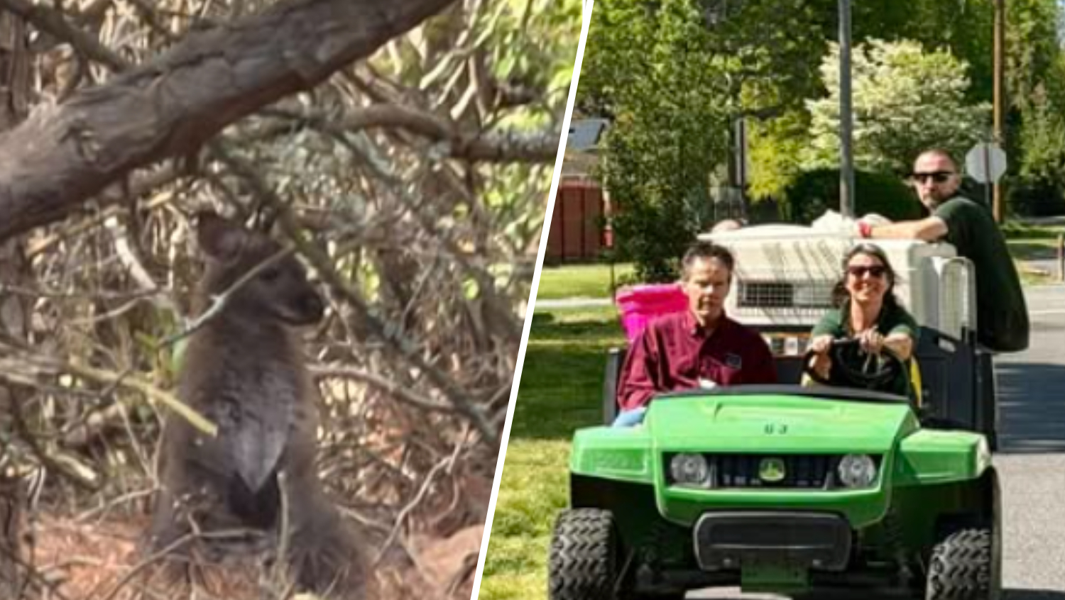 Wallaby found after escaping from Cape May County Zoo