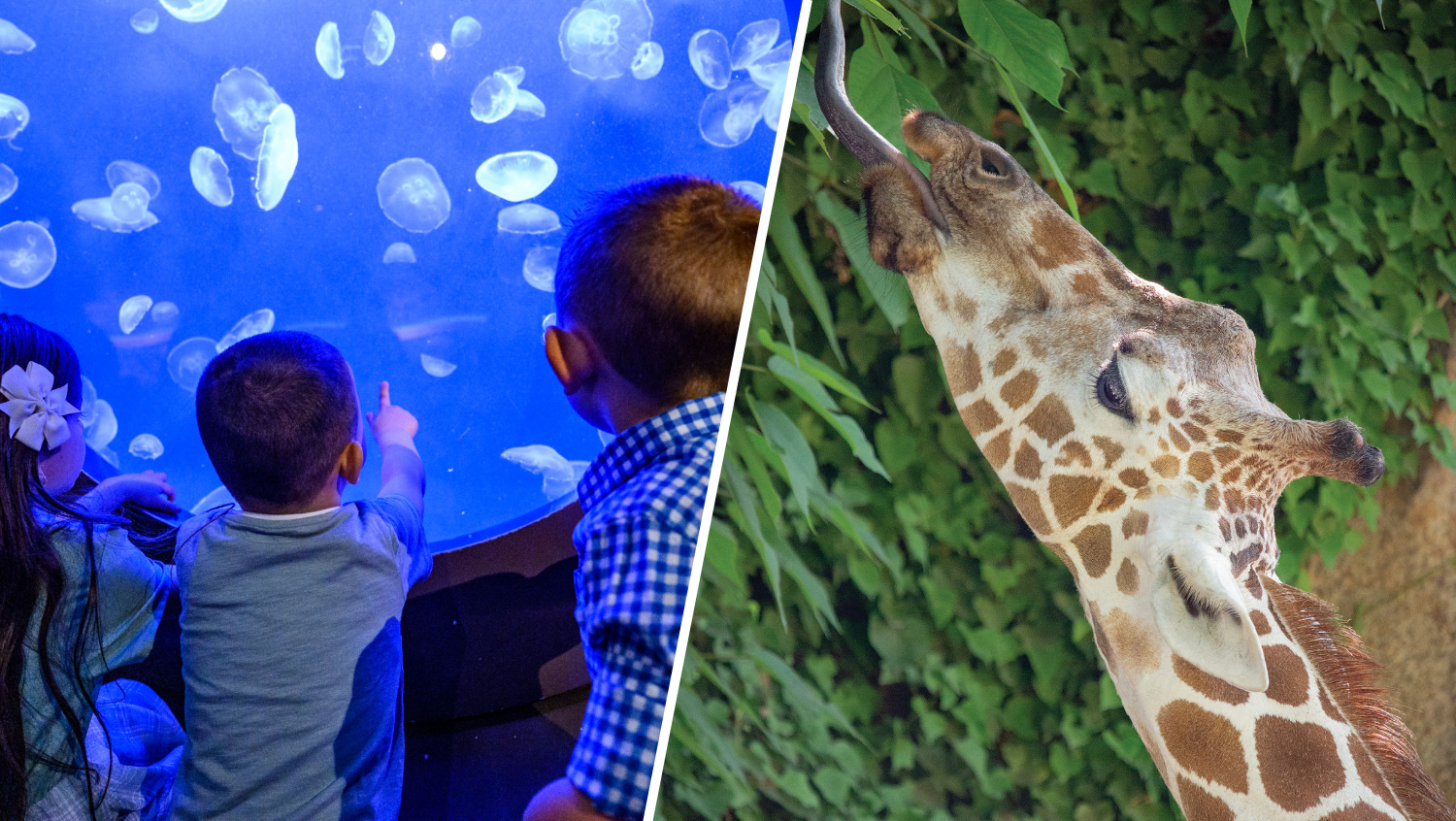 You can now visit the Philadelphia Zoo and Adventure Aquarium with one ticket