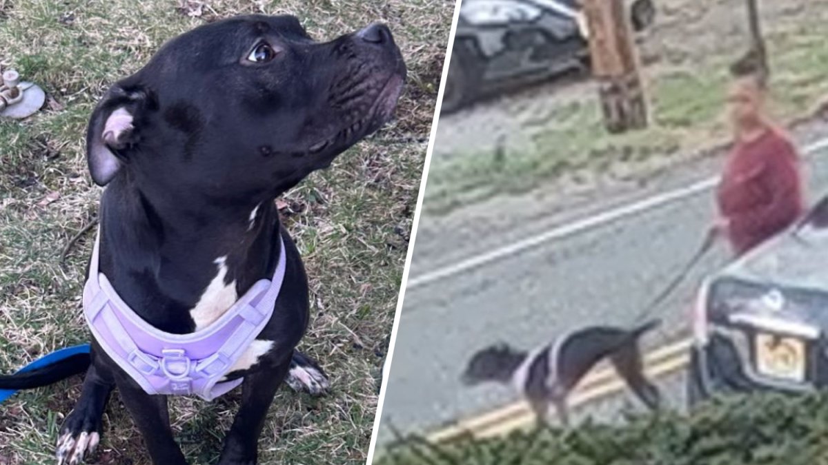 Dog found abandoned on side of the road in New Jersey, police seek answers