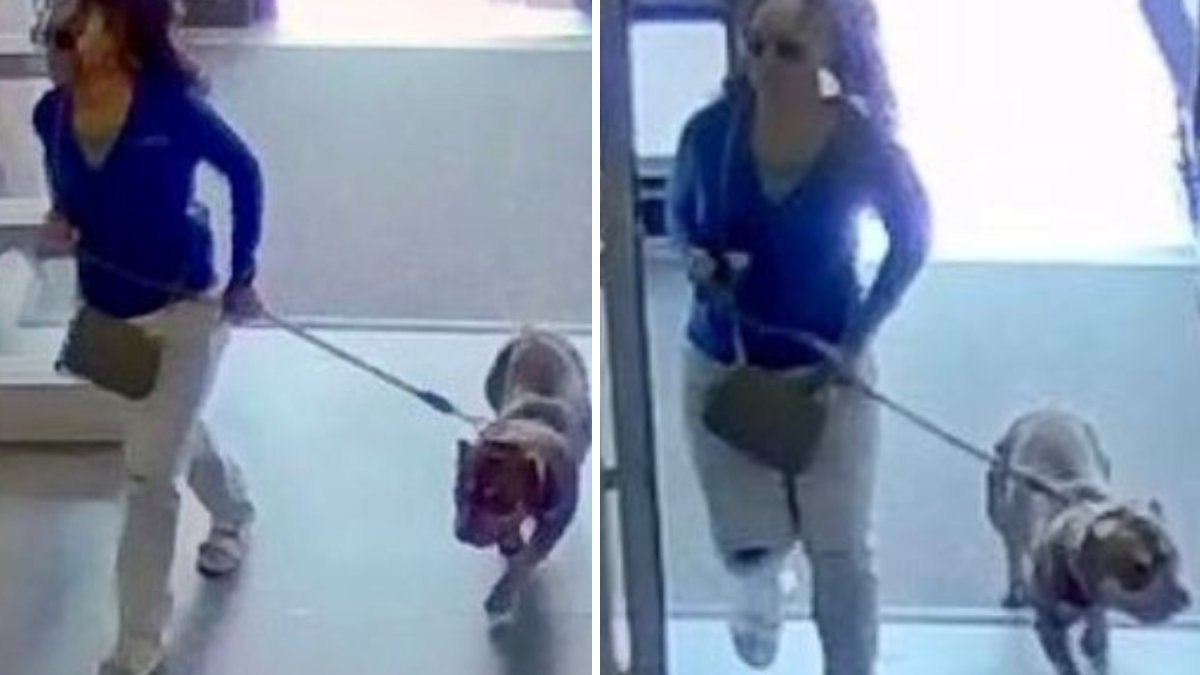 Investigation underway after dog bites shopper inside Pennsylvania PetSmart