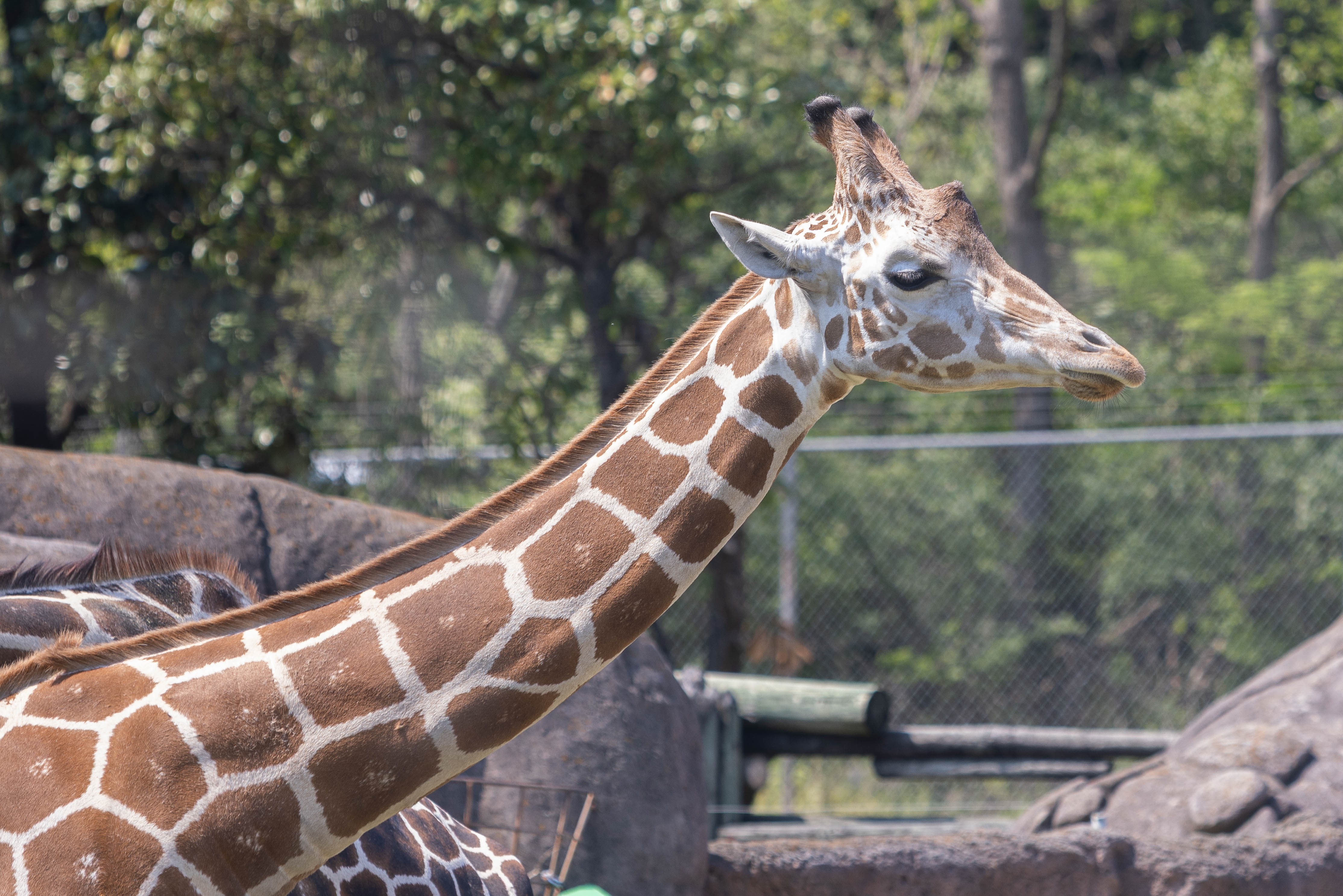 Elmwood Park Zoo welcomes new giraffe 'JJ' – NBC10 Philadelphia