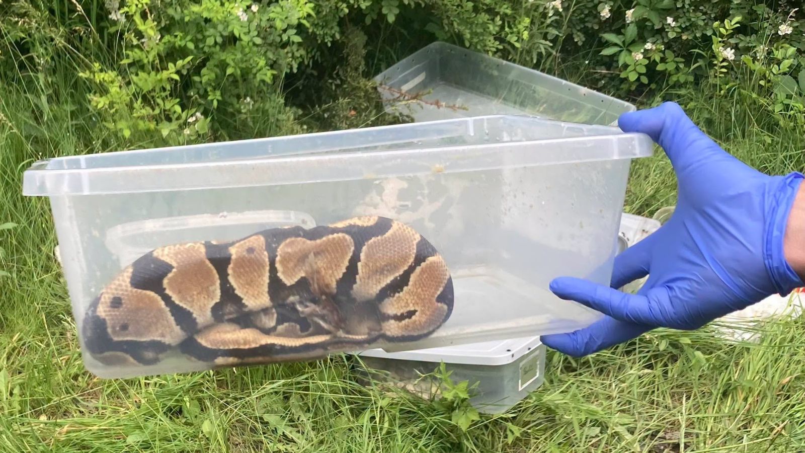 Police seek answers after snakes found dead in containers, dumped along road