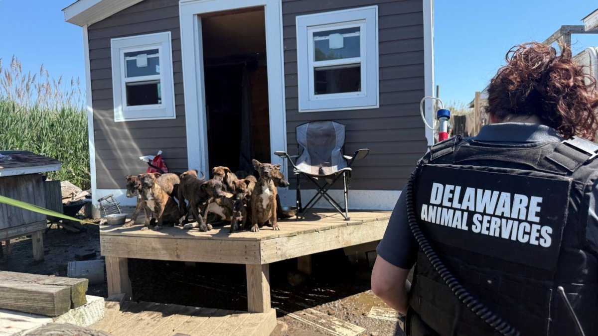 Delaware man arrested after 19 dogs found in filthy living conditions