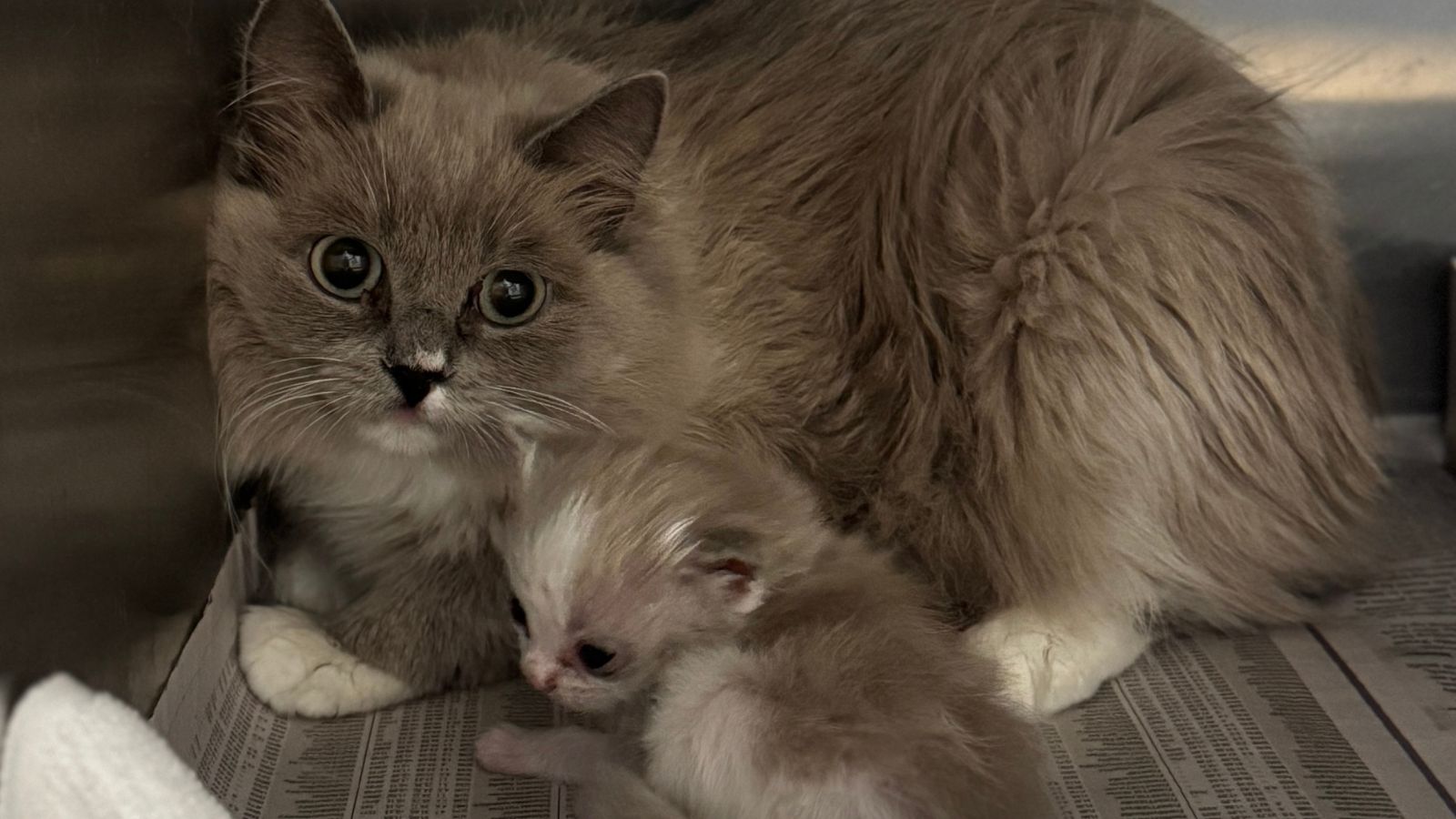 Nearly 80 cats, kittens rescued from deplorable conditions in Lancaster ...
