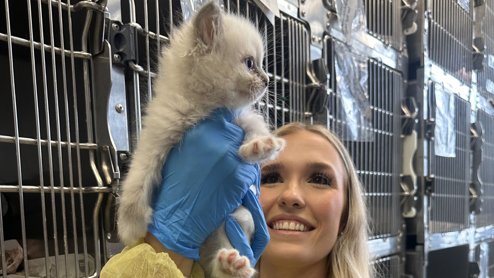 Nearly 80 cats, kittens rescued from deplorable conditions in Lancaster ...