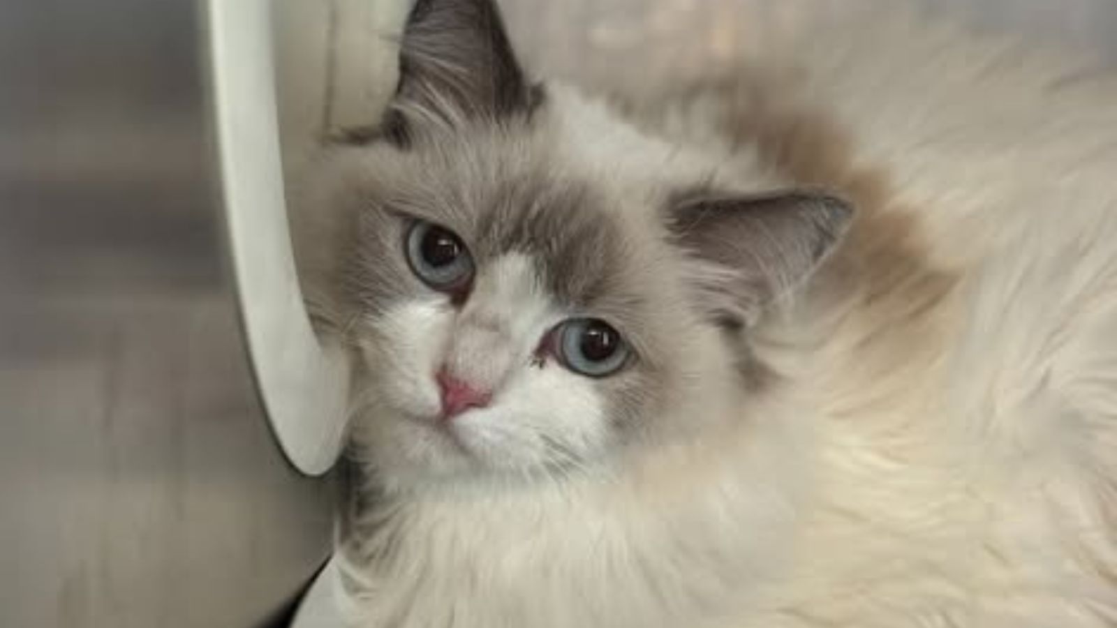 Several rescued Ragdoll cats are ready for adoption – NBC10 Philadelphia