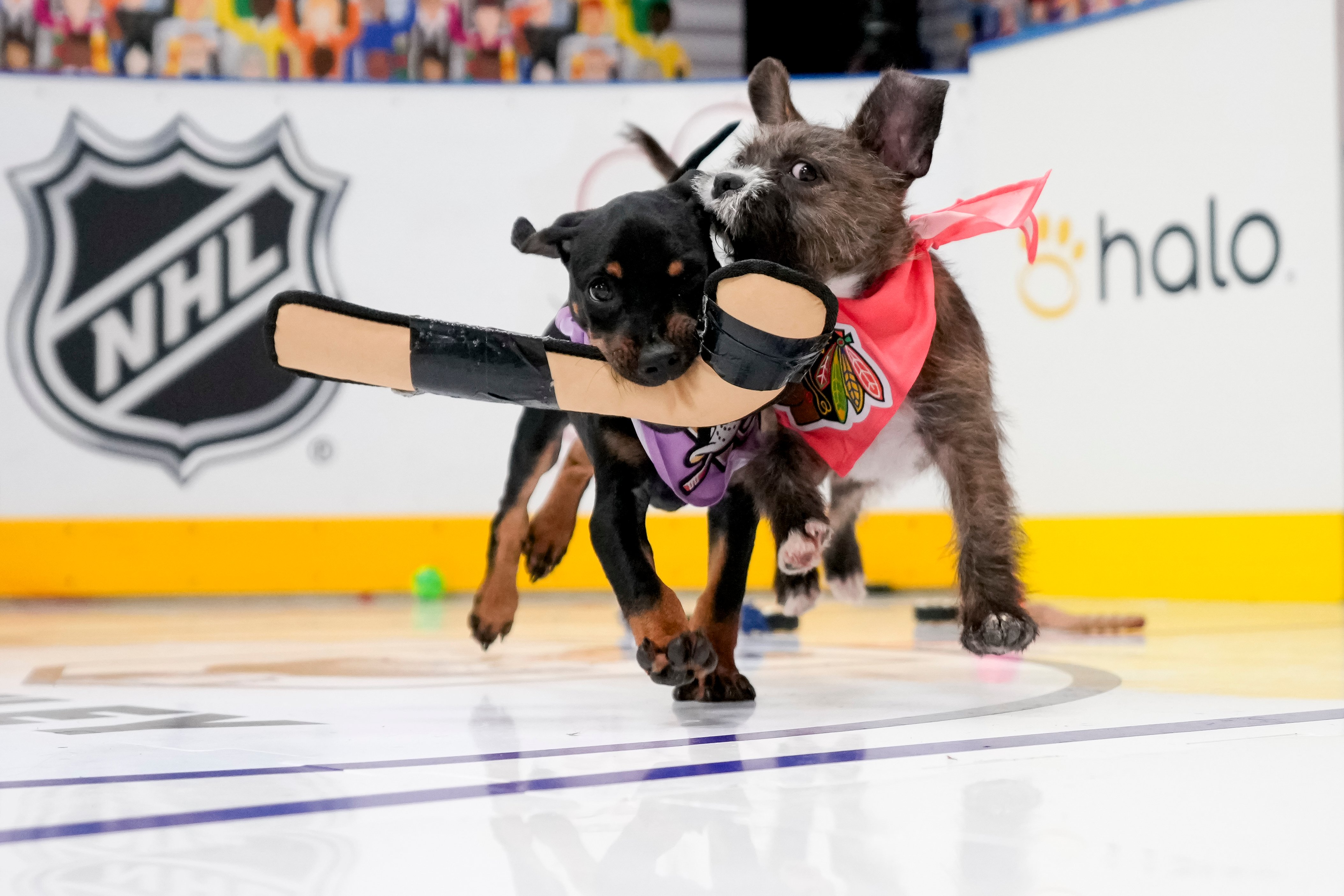 Local shelter dogs to face off on the ice for NHL's ‘Stanley Pup'