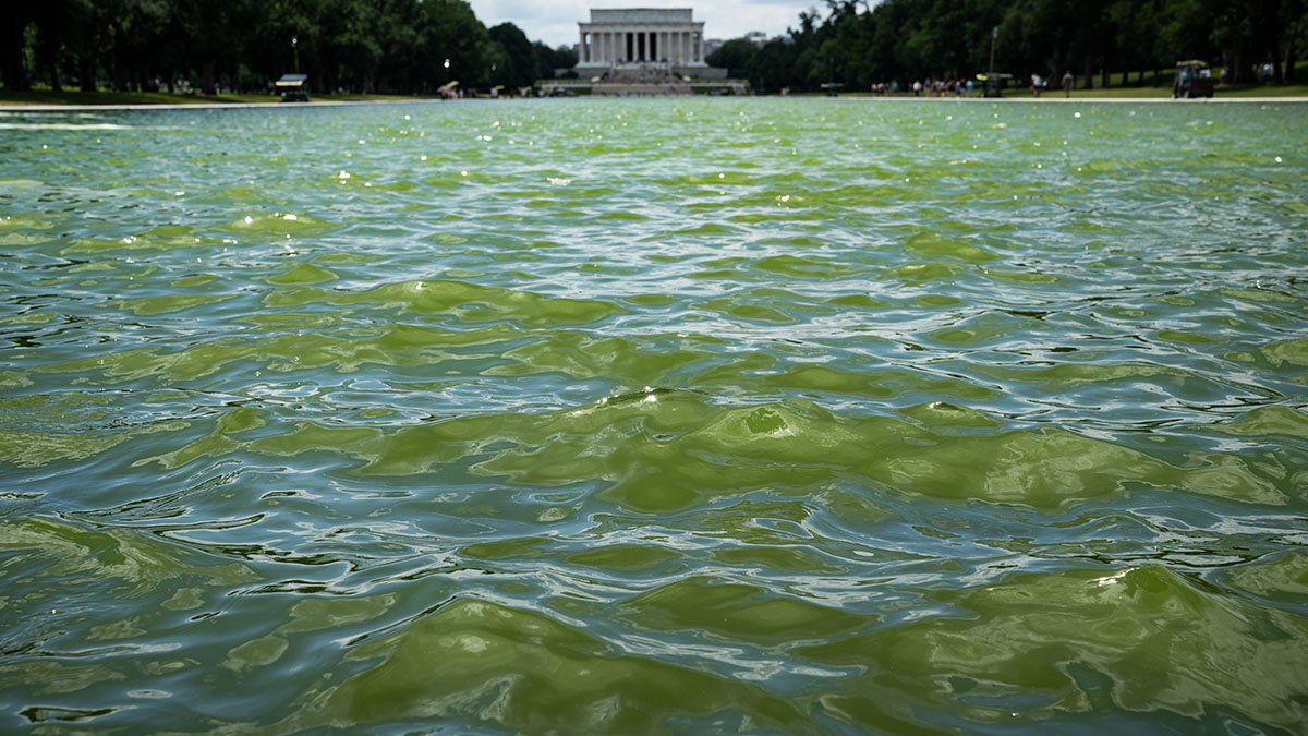 Trump wanted the Reflecting Pool ‘American flag blue.' Algae is turning it green.