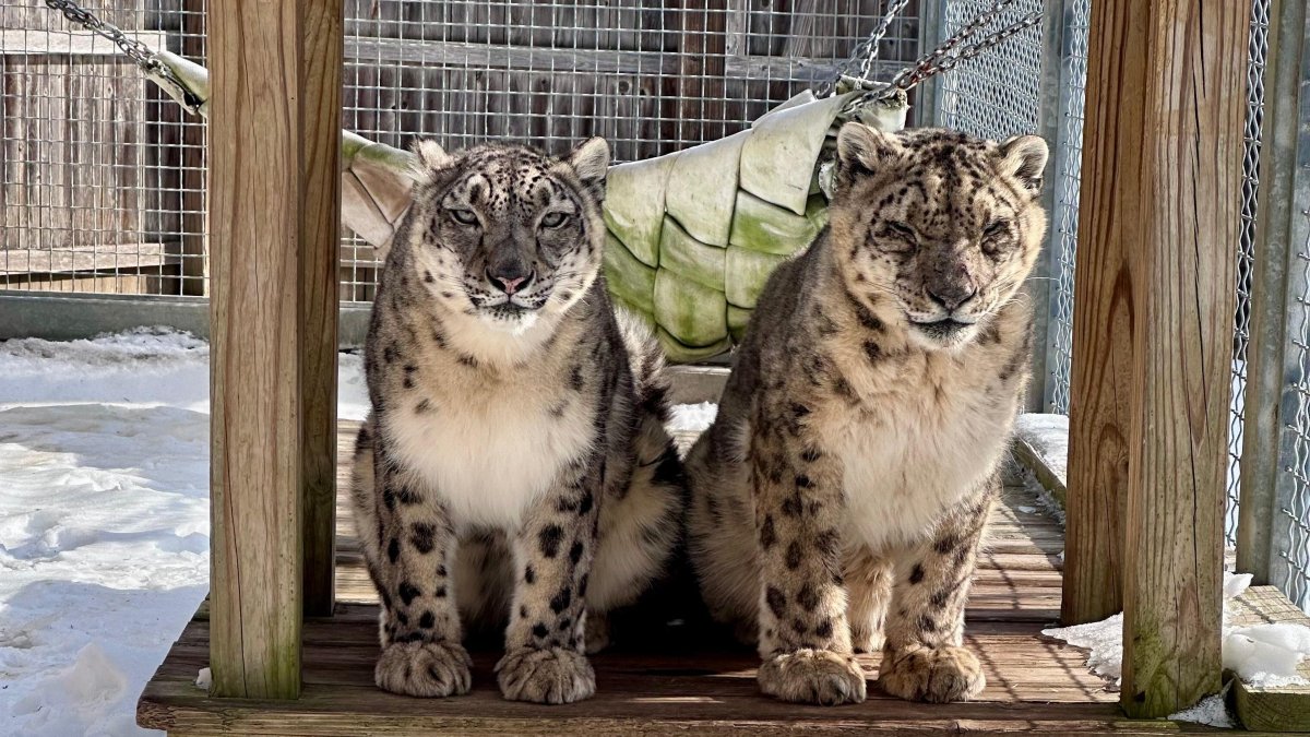 Snow leopards Maliha and Bataar have died, Cape May County zoo says