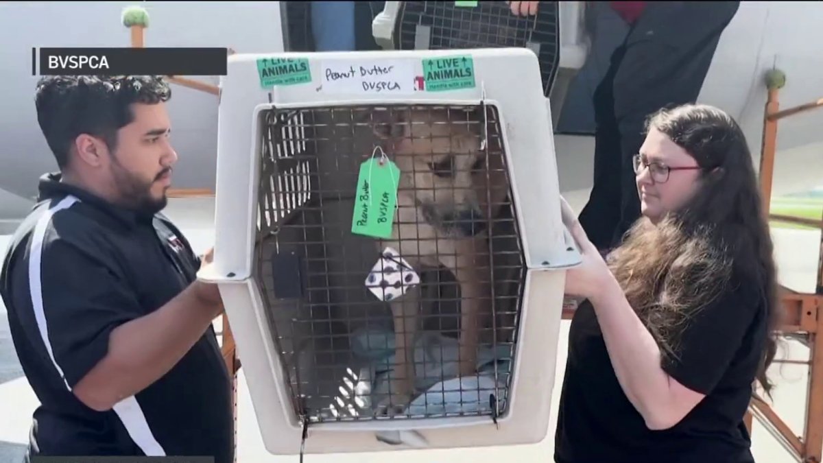 Texas shelter pets arrive at Brandywine Valley SPCA locations