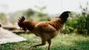 Man shoots neighbor's rooster to death because it kept waking him up, police say