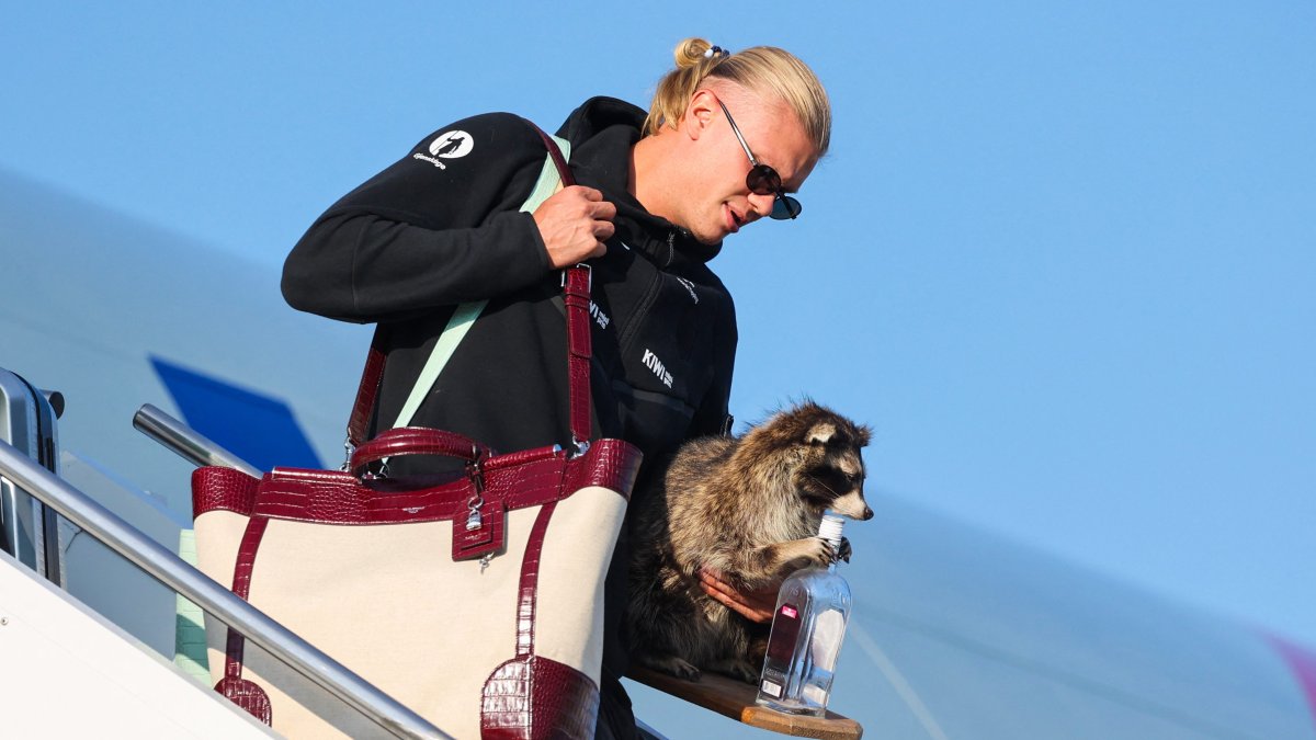 Haaland Returns Home with Taxidermy Raccoon Souvenir