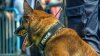 Burglary suspect grabs K-9 by snout after being found hiding in Delaware home