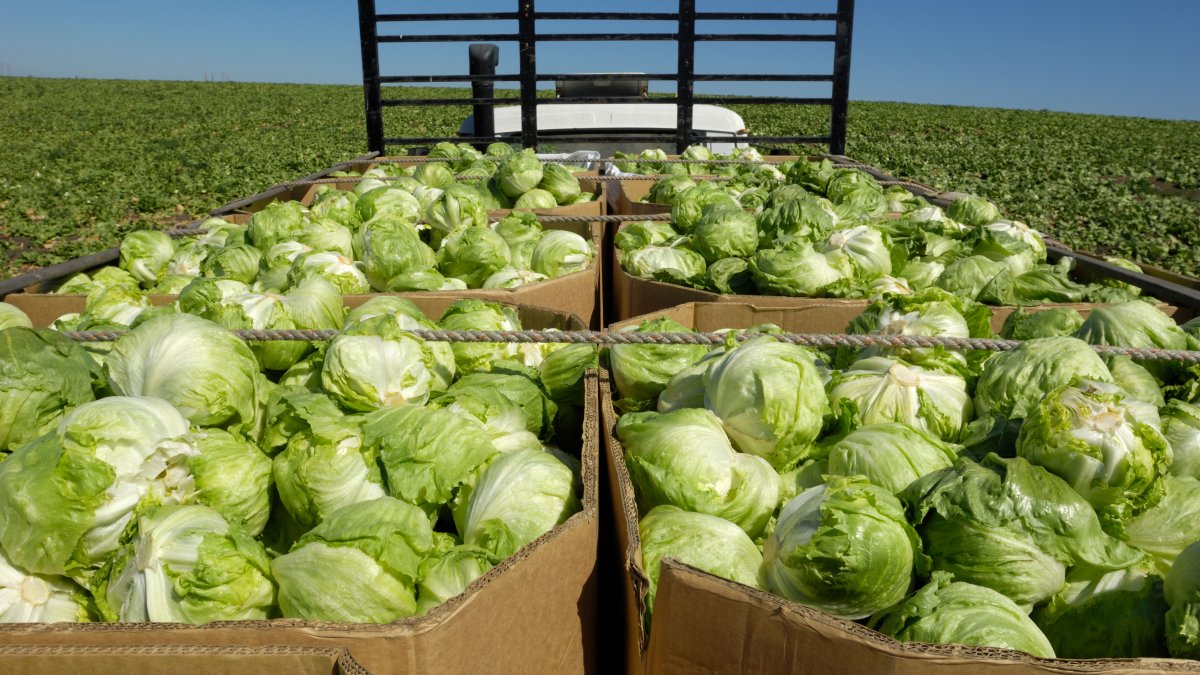 massive cyclosporiasis outbreak linked to four more states