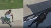 PSPCA seeks pair who abandoned severely injured dog at Philly shelter