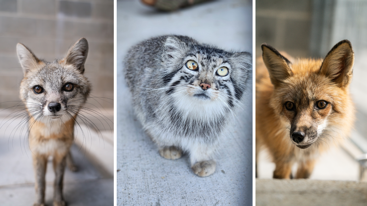 Elmwood Park Zoo debuts 3 new species ahead of Fourth of July weekend