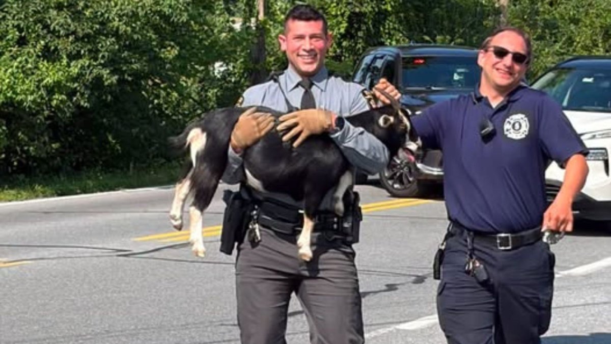 Owner sought after goat found running through traffic in Lehigh County