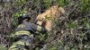 Golden retriever rescued after ending up stuck in tree in Montgomery County