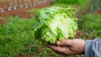 Man's hand holding iceberg lettuce