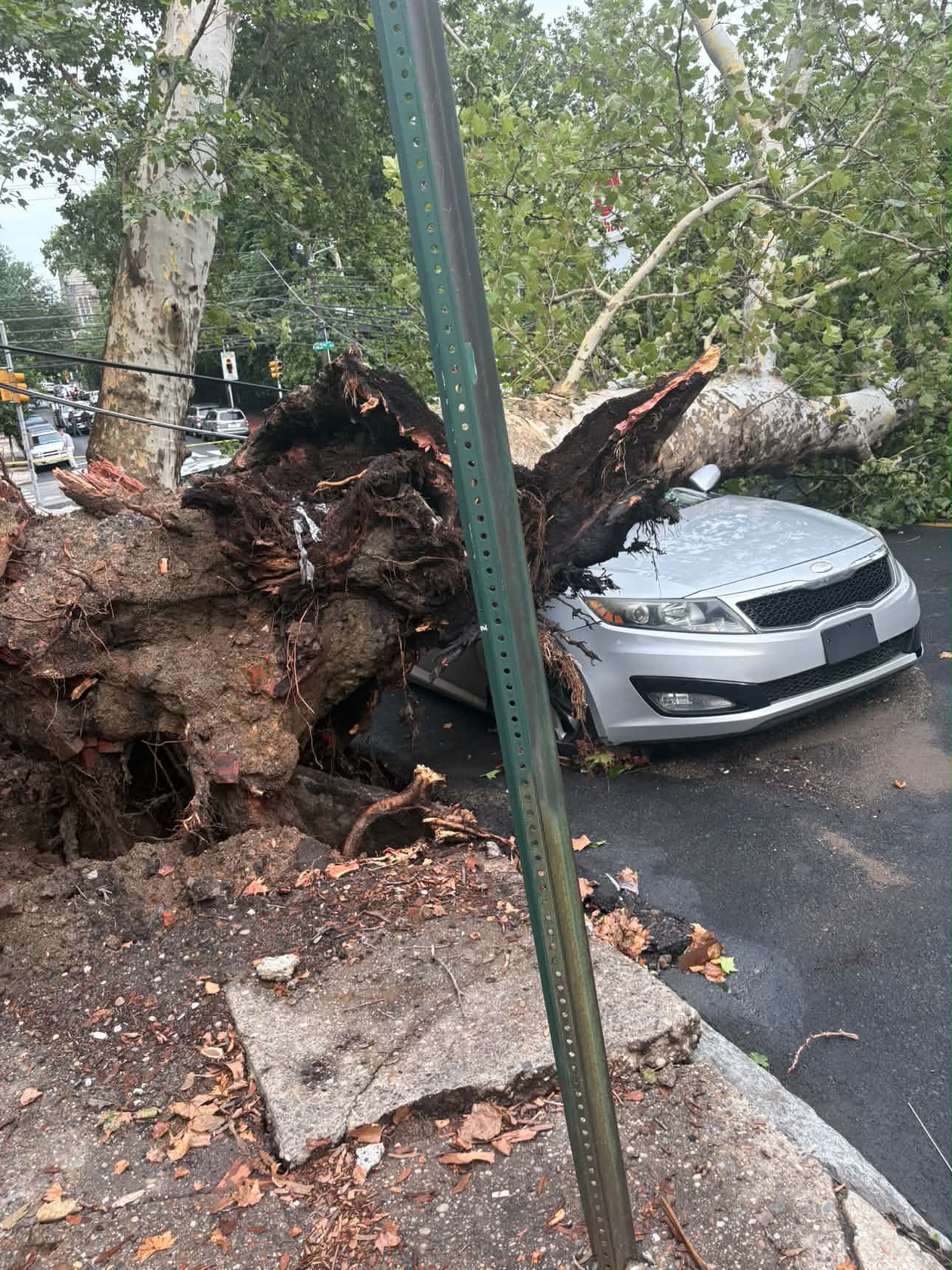 Otro ángulo del árbol caído en las calles 43 y Locust en el oeste de Filadelfia.