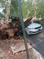 Otro ángulo del árbol caído en las calles 43 y Locust en el oeste de Filadelfia.