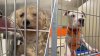 ‘Petflation' puts overcrowded ACCT Philly shelter at crisis point