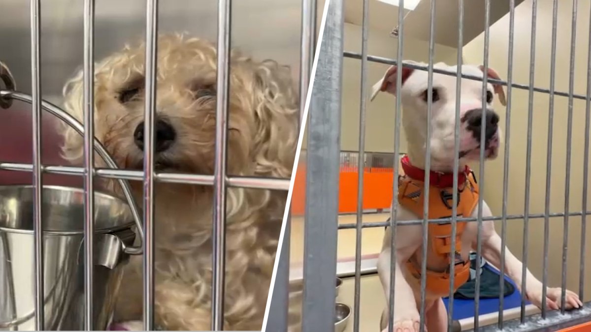 ‘Petflation' puts overcrowded ACCT Philly shelter at crisis point