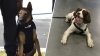 New Jersey officer charged after two K-9s die in hot vehicle, prosecutors say