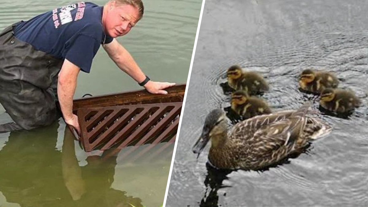 Ducklings reunited with mother after being found stuck inside storm drain