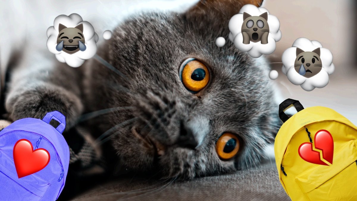 How to unpack the emotional backpack that comes with your adopted pet