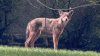 Aggressive coyote spotted wandering around Cheltenham Township, police say
