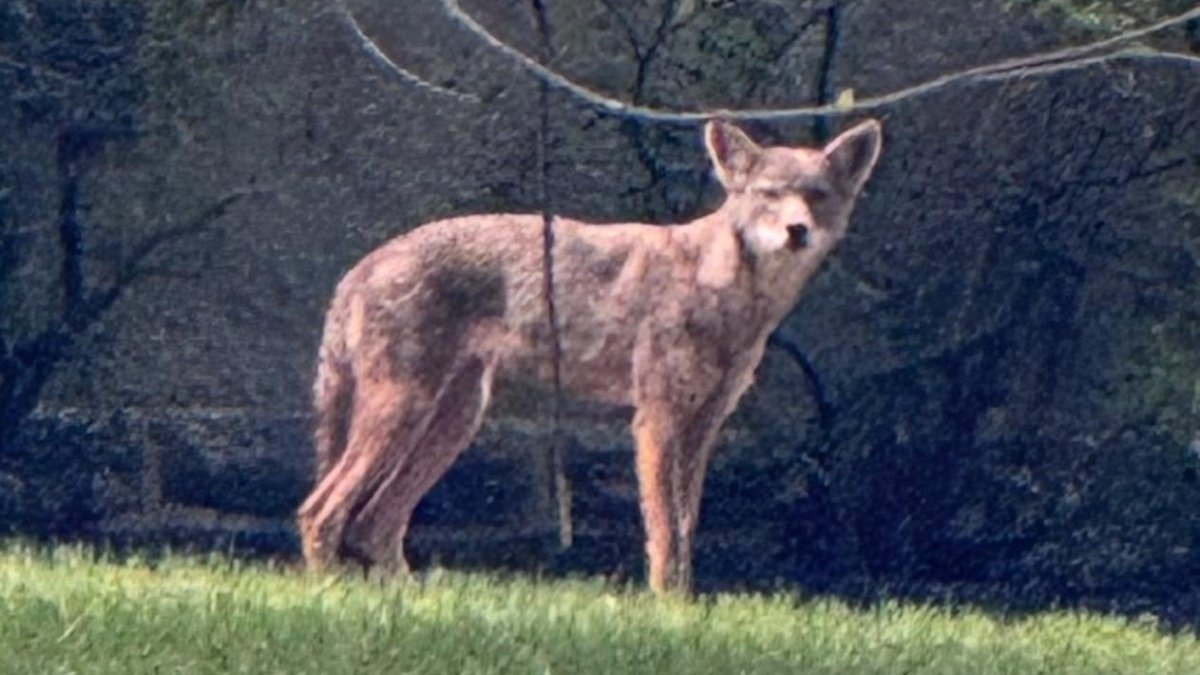 Coyote that was killed by police in Cheltenham Twp. tested positive for rabies