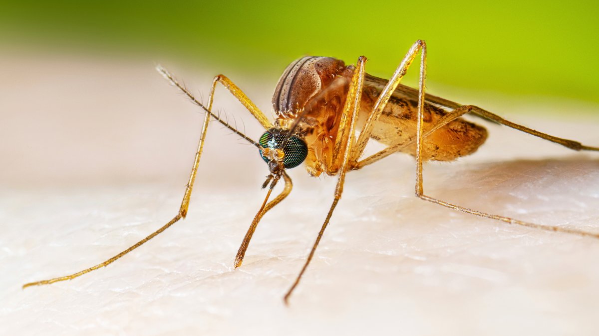 Philly health officials confirm 4 cases of West Nile Virus in the city