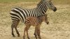 How you can help name Cape May County Zoo's new baby zebra