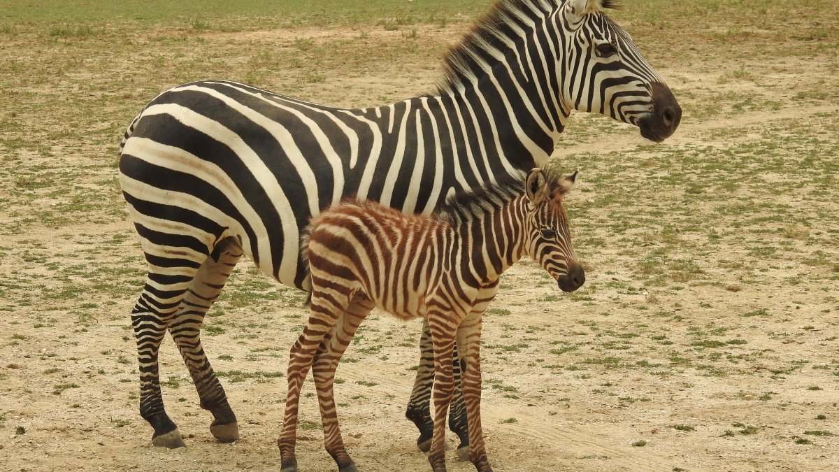 How you can help name Cape May County Zoo's new baby zebra