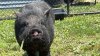 Lost pig found wandering in Delaware finds forever home