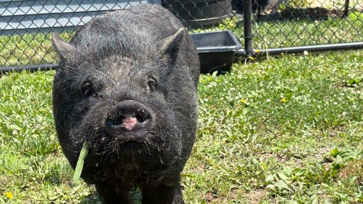 Lost pig found wandering in Delaware finds forever home