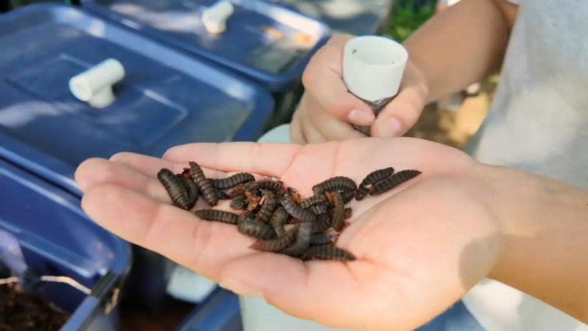 How these Delaware students are using hungry flies to fight food waste
