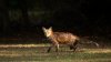 Sick foxes spotted in Malvern, residents warned to keep their distance